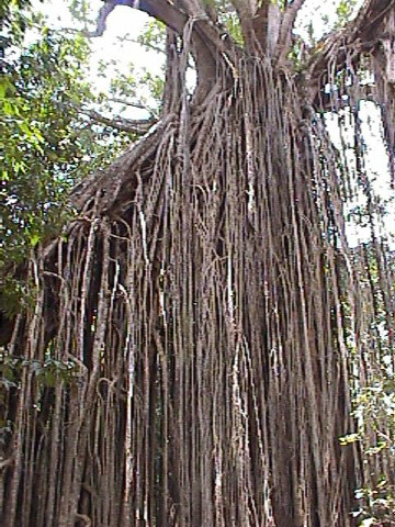 Curtain Fig